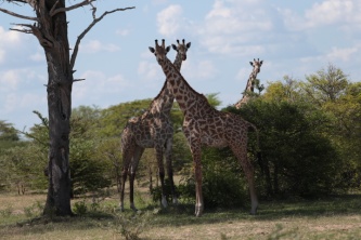 Selous Game Reserve, Oct 2013